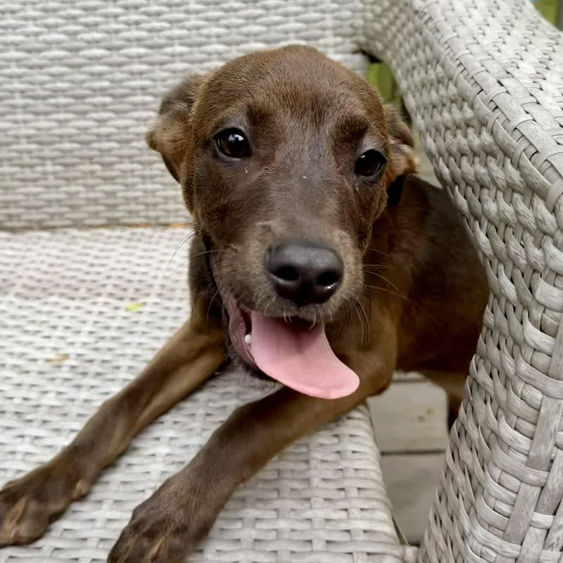 A baby medium-sized female English Coonhound dog named Triscuit for adoption in Richmond, VA