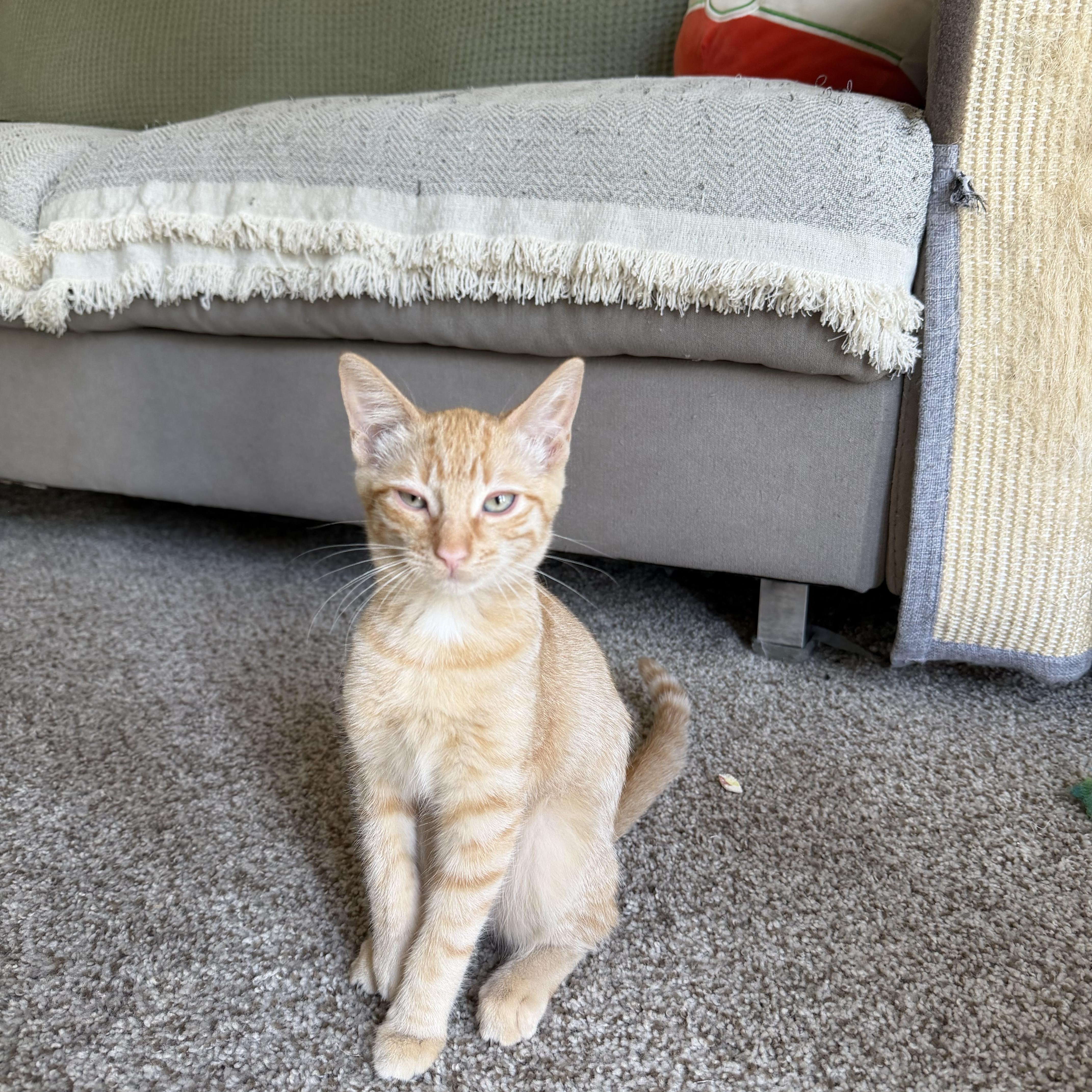 A baby medium-sized female Orange & White Domestic Short Hair cat named Saela for adoption in Penryn, CA