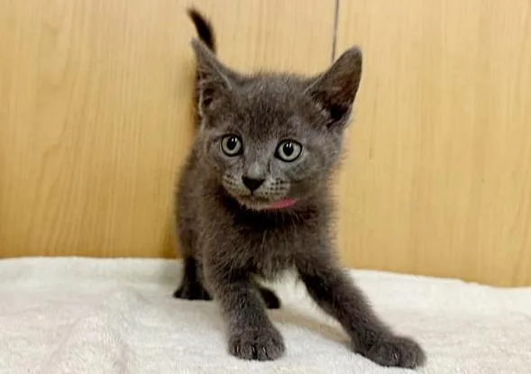A baby small-sized female Domestic Short Hair cat named Princess for adoption in Saint Louis, MO