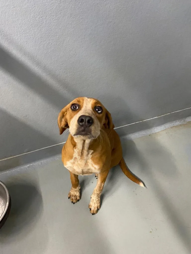 A baby large-sized female Mixed Breed dog named Zarya for adoption in Cartersville , GA