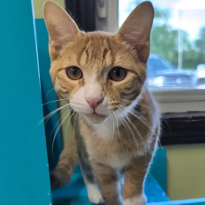 A young medium-sized male Orange & White Domestic Short Hair cat named Dimple for adoption in West Jefferson, OH
