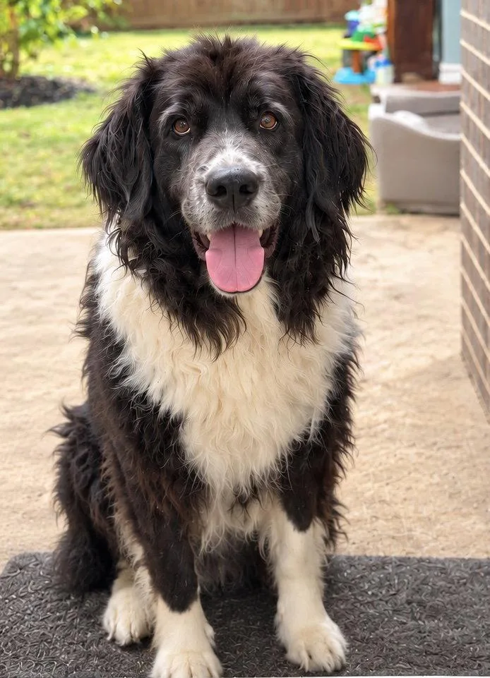 An adult extra large-sized female Newfoundland Dog dog named Sheba for adoption in Dallas, TX