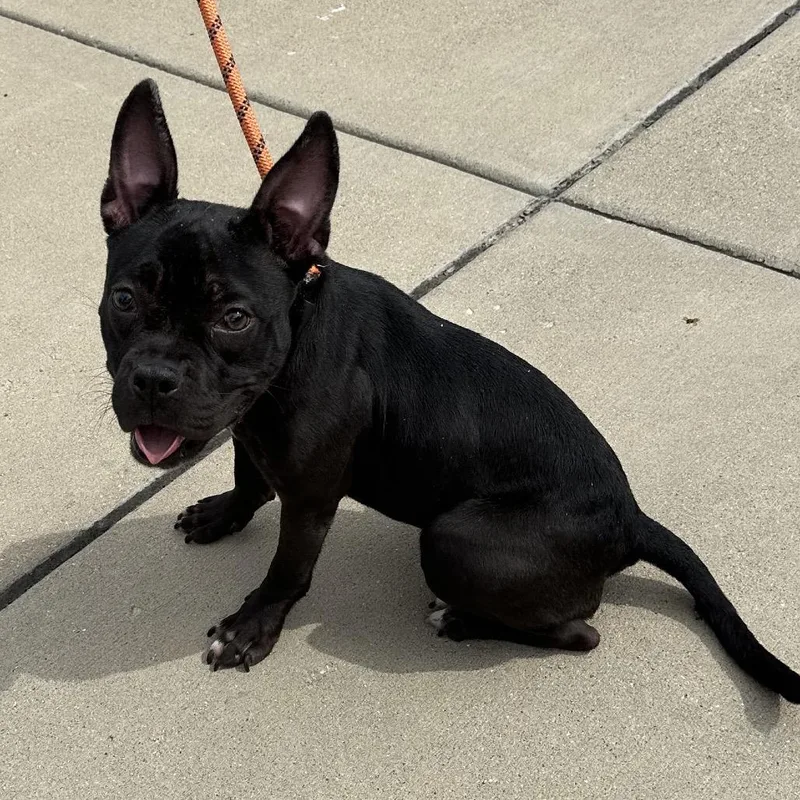 An adult small-sized female Black Mixed Breed dog named Dot for adoption in Hinsdale, IL