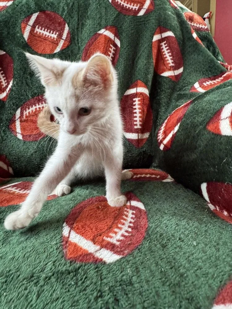 A baby medium-sized male Orange & White Domestic Short Hair cat named Mel for adoption in Clinton Township, MI