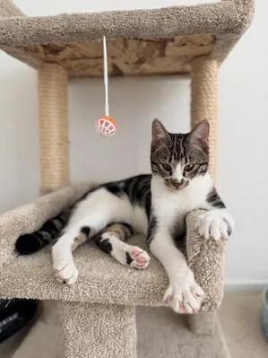 A young small-sized male Brown / Chocolate Tabby cat named Dune for adoption in San Francisco, CA