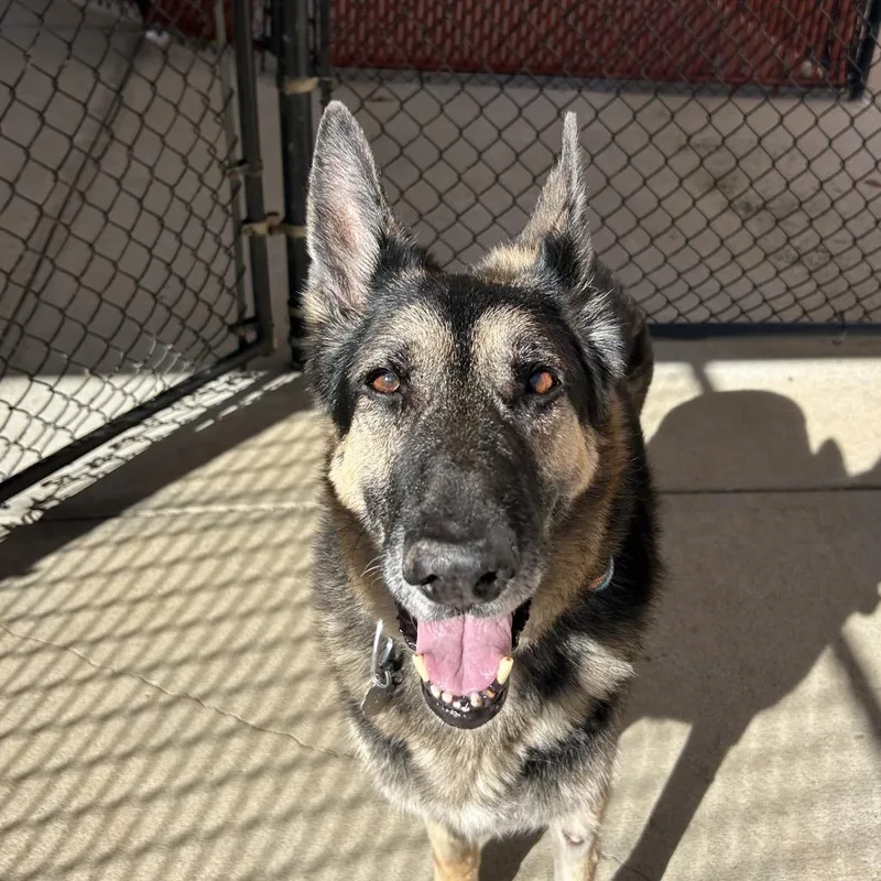 A senior large-sized male German Shepherd Dog dog named Jake for adoption in Kennebunk, ME