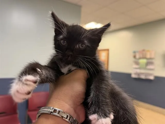 A baby small-sized male Domestic Short Hair cat named Mango for adoption in Miami, FL