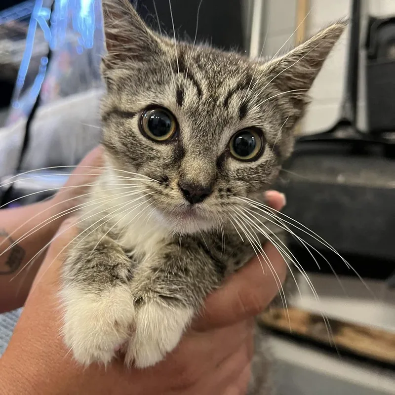 A young small-sized female Brown / Chocolate Domestic Short Hair cat named Savannah for adoption in Spruce Pine, NC