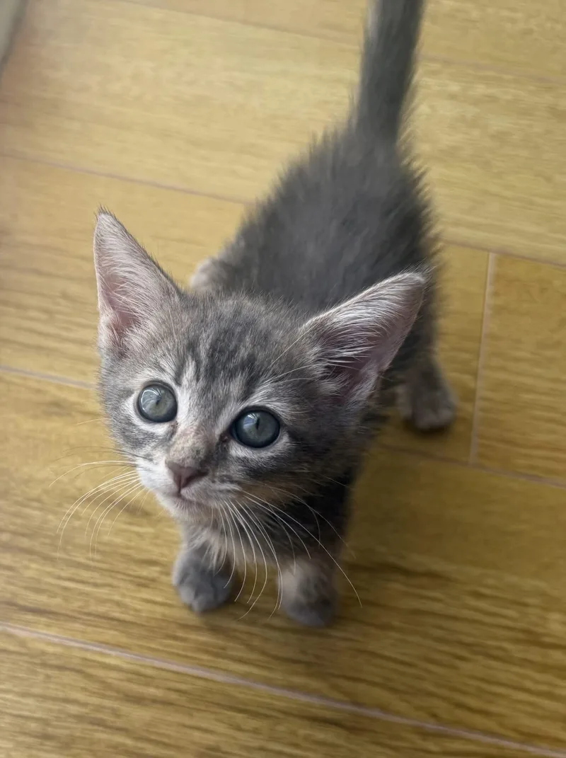 A baby medium-sized female Gray / Blue / Silver Domestic Short Hair cat named Lollie for adoption in Camarillo, CA