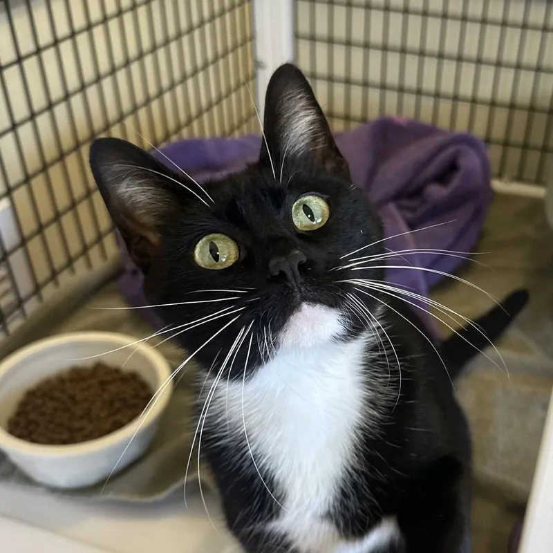 An adult medium-sized female Black & White / Tuxedo Domestic Short Hair cat named Lara Jean for adoption in Burlingame, CA