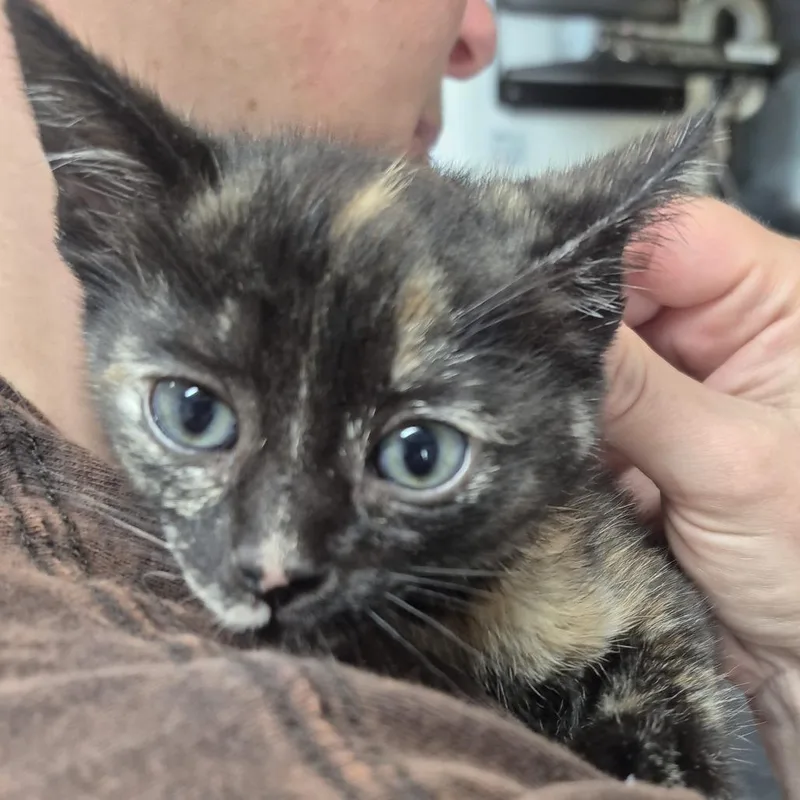 A baby small-sized female Tortoiseshell Domestic Short Hair cat named Mint Julep for adoption in Newark, NJ
