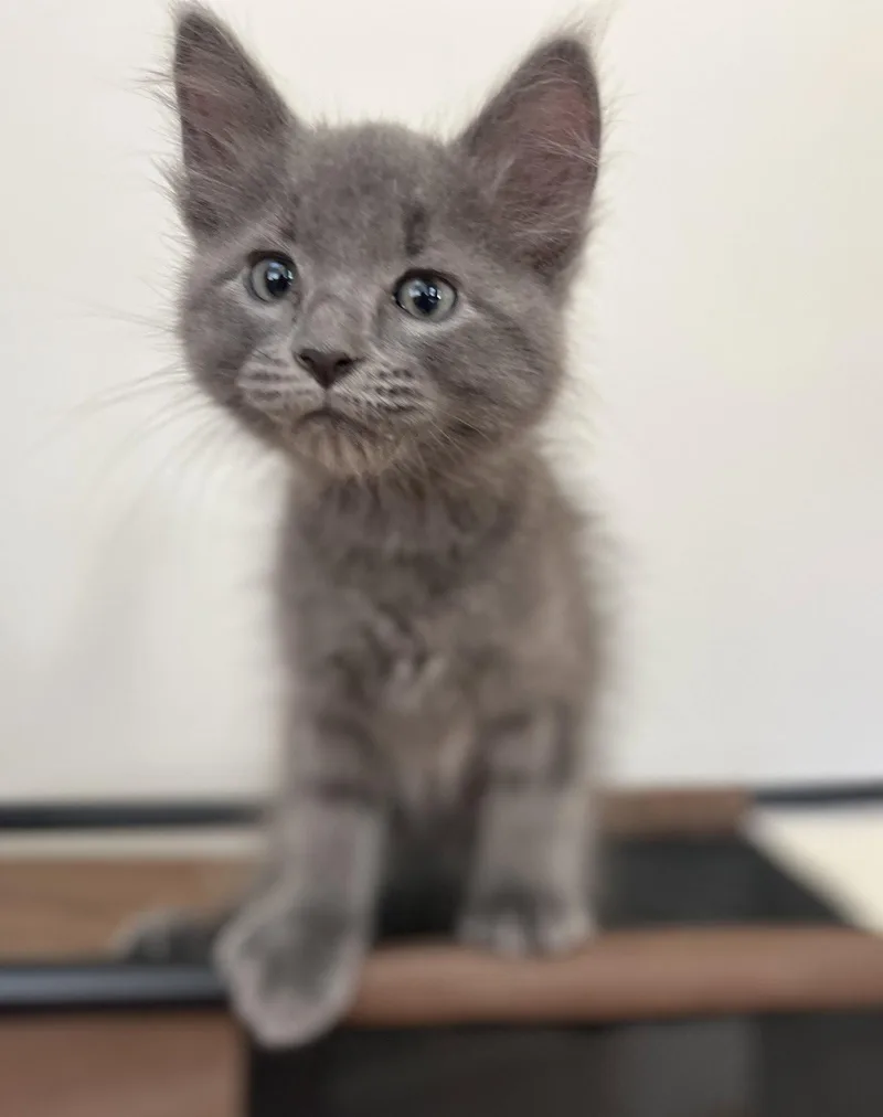 A young medium-sized male Gray / Blue / Silver Domestic Medium Hair cat named Blue for adoption in Zimmerman, MN