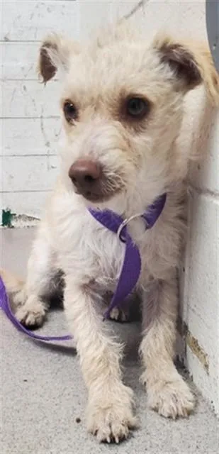 A young small-sized male Terrier dog named Lucky for adoption in San Bernardino, CA
