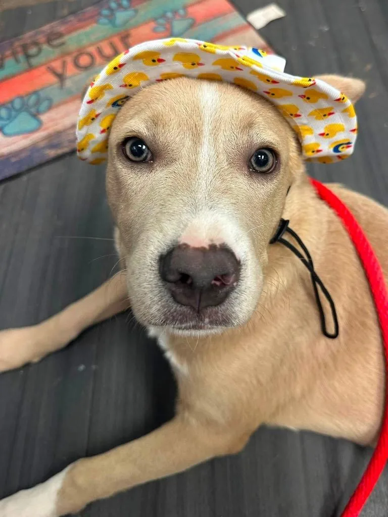 A baby medium-sized female American Staffordshire Terrier dog named Willow for adoption in Newcastle, OK