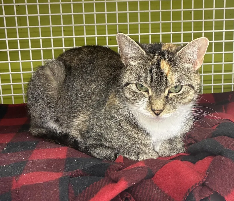 A young medium-sized female Calico Domestic Short Hair cat named Charm for adoption in Bridgeport, CT