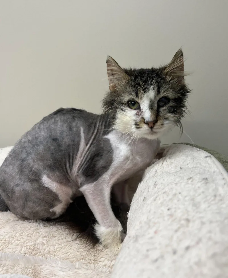 An adult small-sized male Domestic Long Hair cat named Oscar for adoption in Arlington, VT