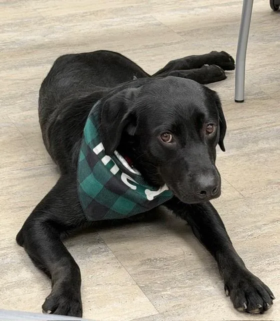 A young medium-sized male Black Labrador Retriever dog named Moe for adoption in Indianapolis, IN
