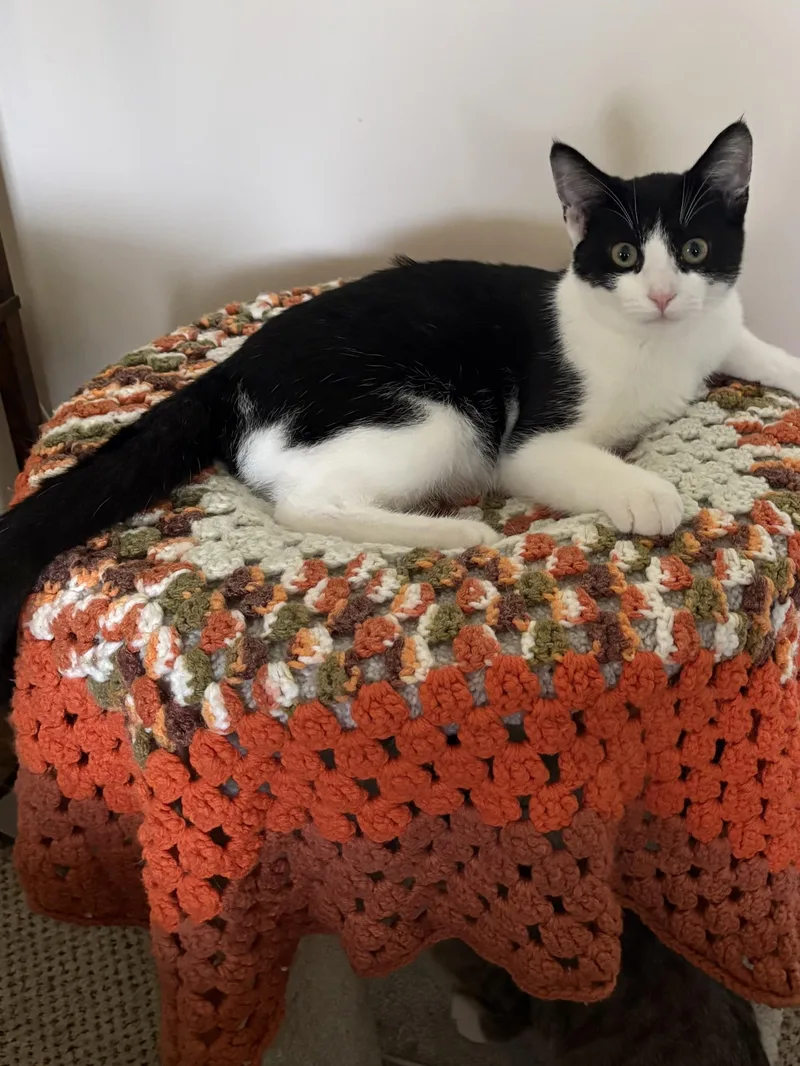 A baby small-sized male Black & White / Tuxedo Domestic Short Hair cat named Churro for adoption in Paw Paw, MI
