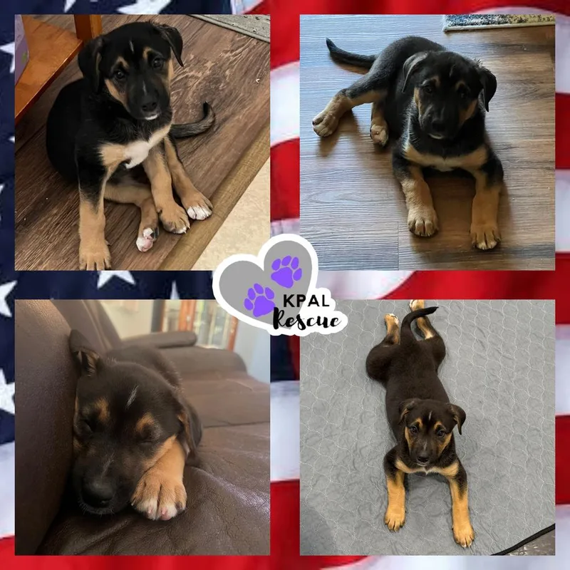 A baby large-sized female Brown / Chocolate Mixed Breed dog named Liberty for adoption in Kenai, AK