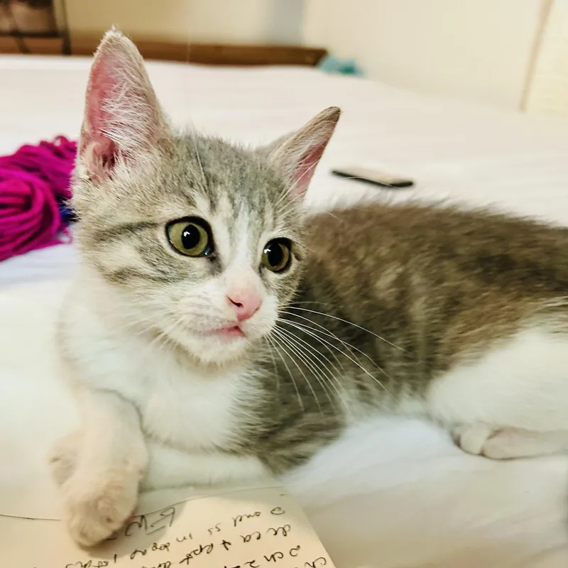 A baby small-sized male Tabby (Gray / Blue / Silver) Domestic Short Hair cat named Leaf Litter for adoption in Richmond, VA