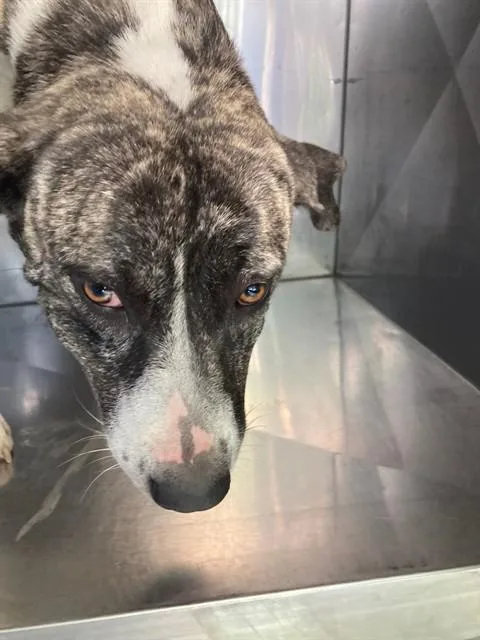 An adult large-sized female Mixed Breed dog named Hailey for adoption in Dallas, TX