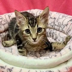 A baby medium-sized male Tabby (Brown / Chocolate) Tabby cat named Puffin for adoption in Green Valley, AZ