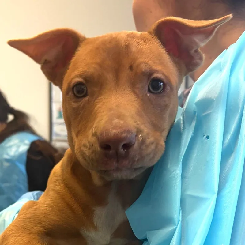 A baby small-sized female Yellow / Tan / Blond / Fawn Pit Bull Terrier dog named Becks for adoption in Nashville, TN