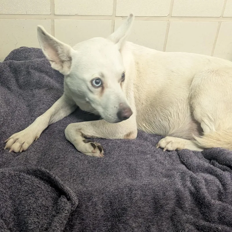 An adult medium-sized female White / Cream Shepherd dog named Igloo for adoption in Bryan, TX