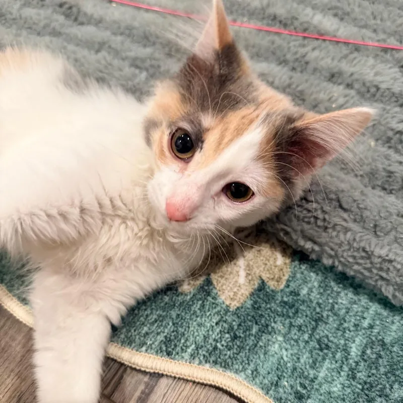 A baby small-sized female Calico Domestic Long Hair cat named Slinky for adoption in Port Neches, TX
