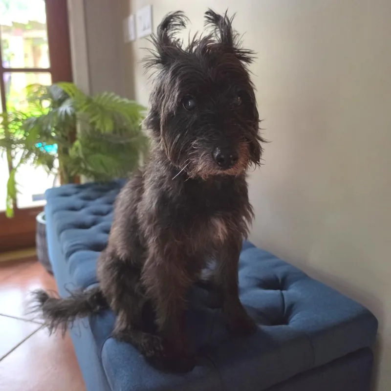 A senior small-sized male Black Cairn Terrier dog named Pepsi for adoption in Jupiter, FL