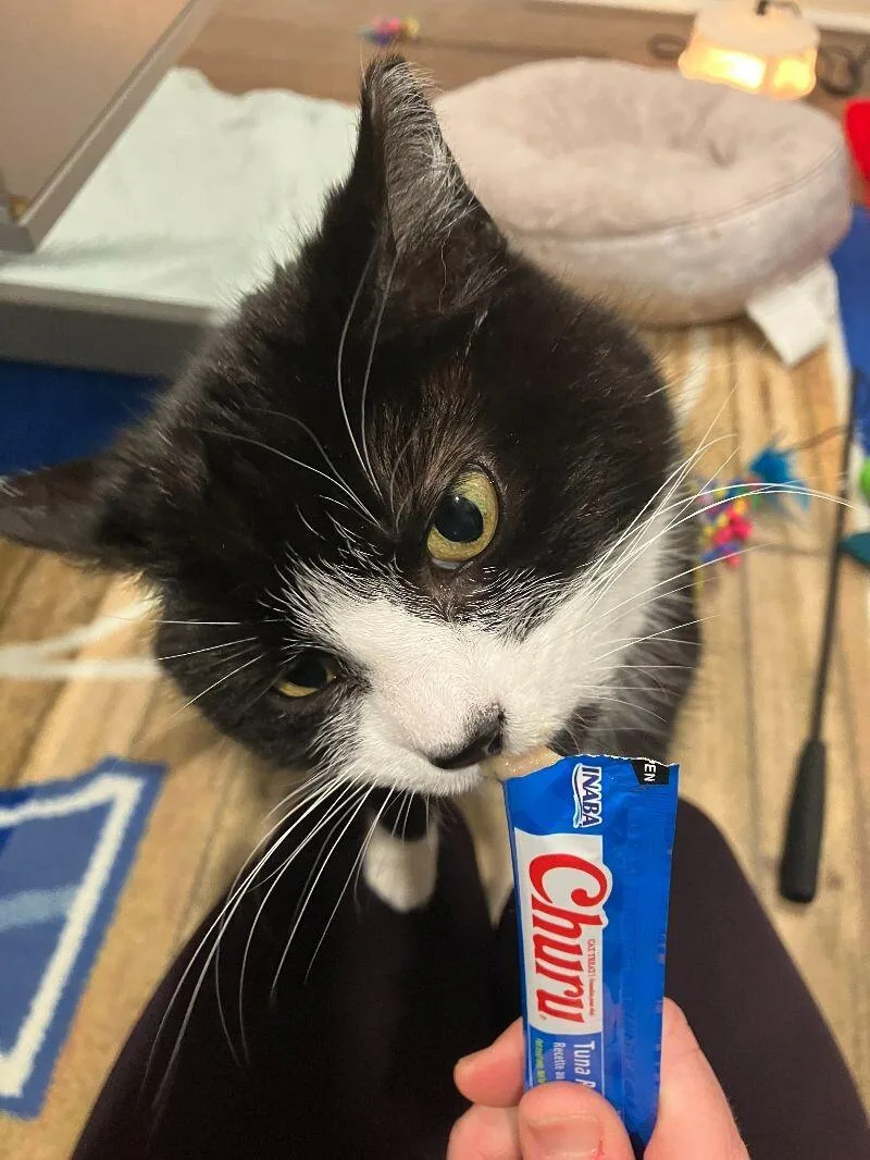 An adult medium-sized female Black & White / Tuxedo Domestic Medium Hair cat named Bandit for adoption in Colmar, PA