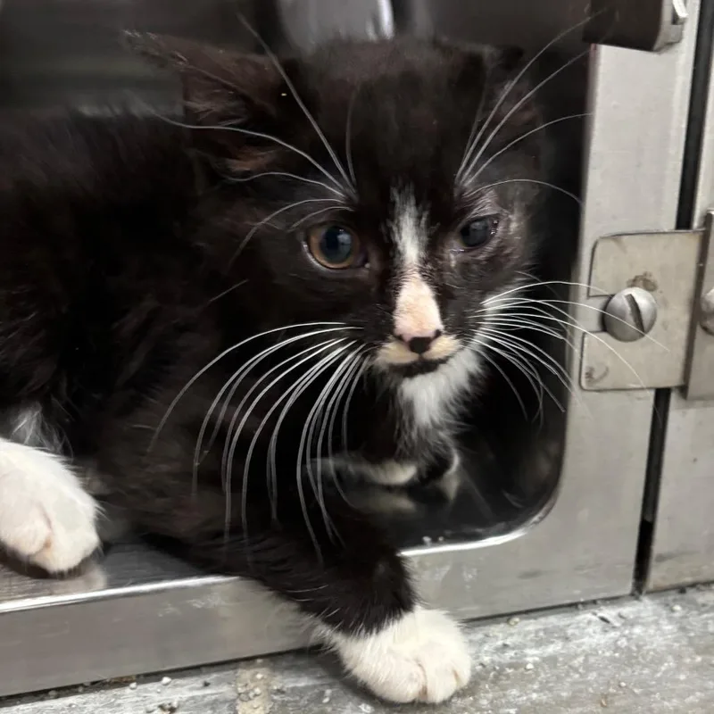 A baby small-sized female Black Domestic Short Hair cat named Gretchen for adoption in Fairmont, WV