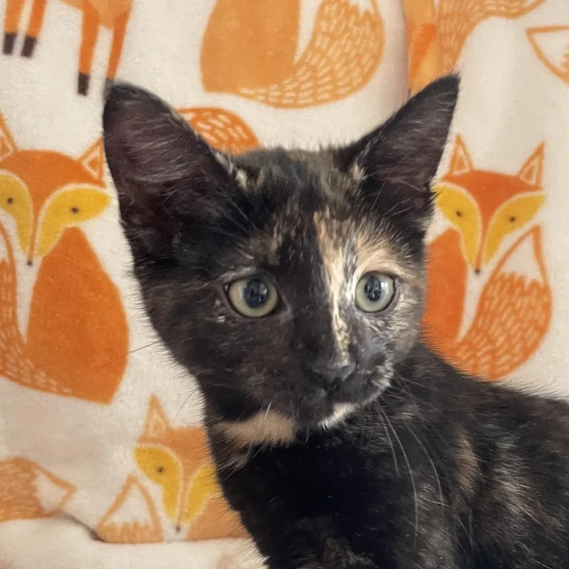 A baby small-sized female Brown / Chocolate Domestic Short Hair cat named Sublime for adoption in Chicago, IL