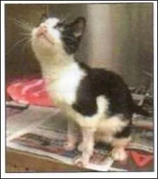 An adult medium-sized male Domestic Short Hair cat named Ollie for adoption in Pittsboro, NC