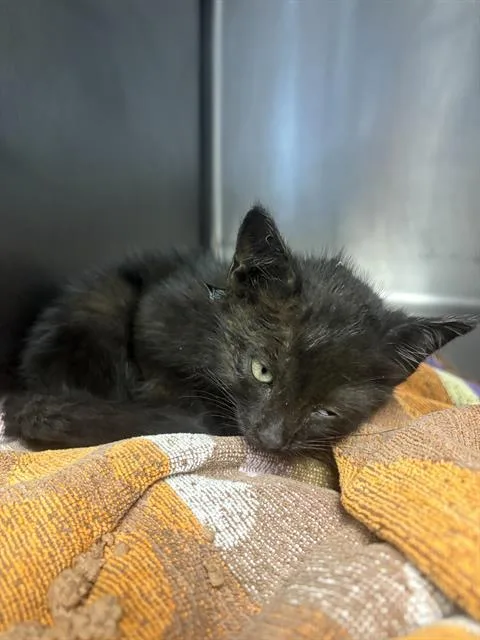 Jet