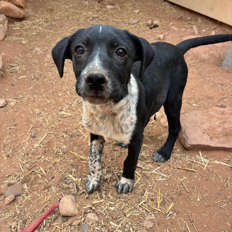 A baby small-sized female Black Mixed Breed dog named Split Pea Puree for adoption in Moab, UT
