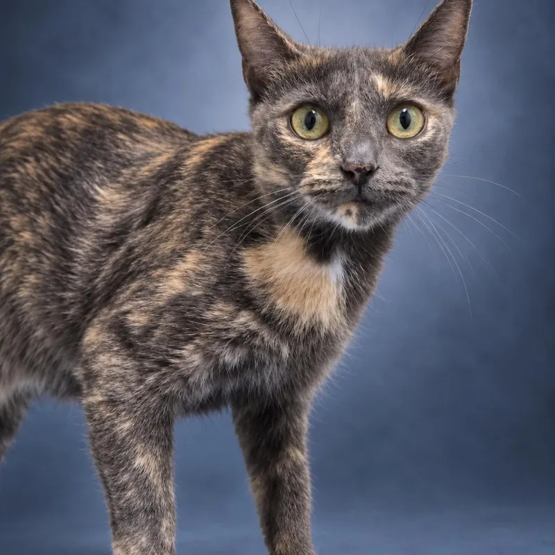 An adult medium-sized female Calico Domestic Short Hair cat named Apricot for adoption in Newport, TN