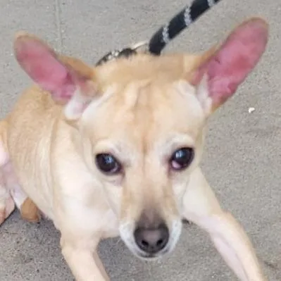 An adult small-sized male Yellow / Tan / Blond / Fawn Mixed Breed dog named Max for adoption in Las Cruces, NM
