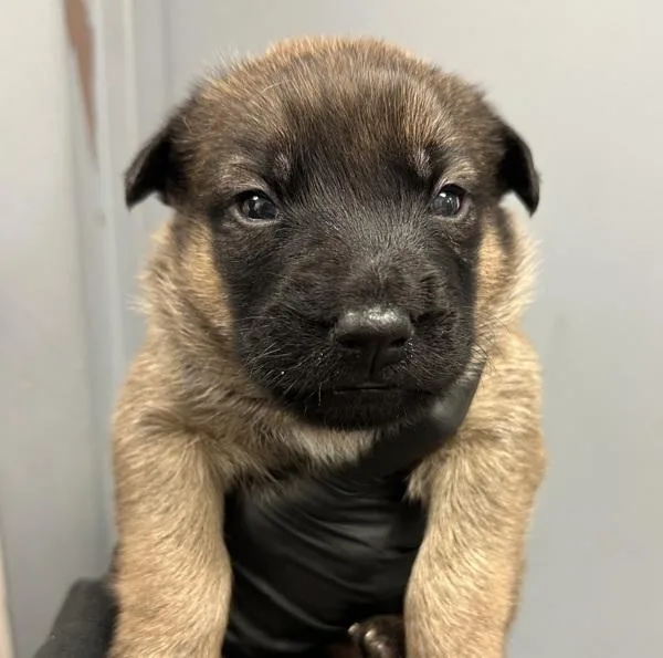 A baby small-sized male Shepherd dog named Chicago for adoption in San Diego, CA