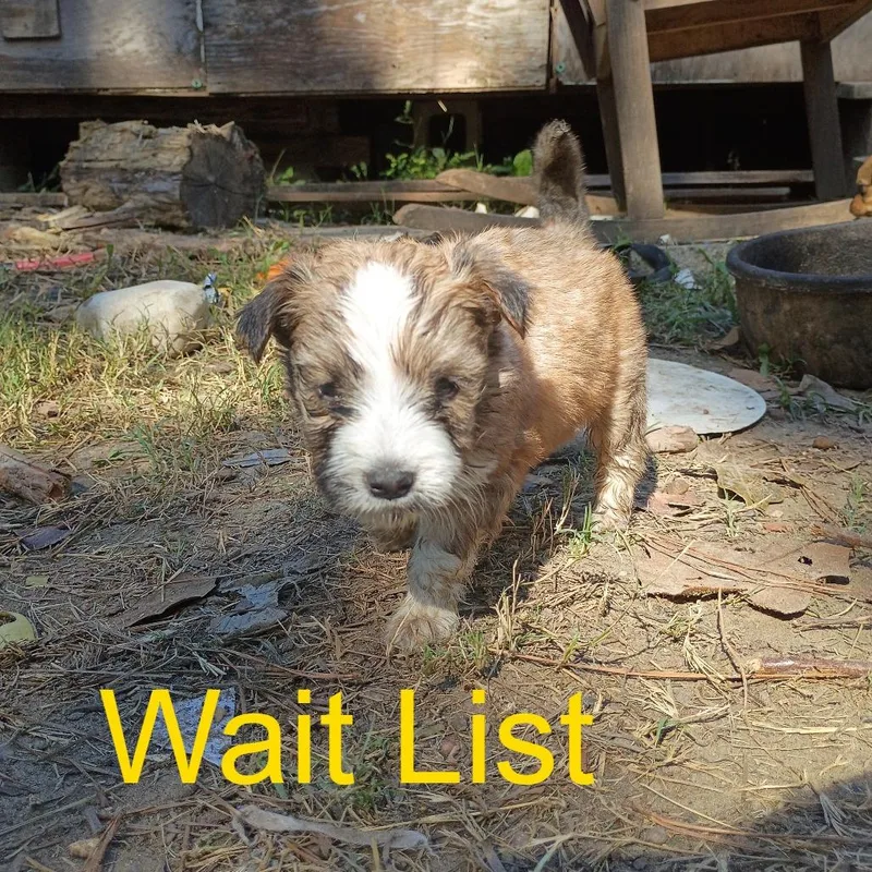 A baby medium-sized female Yellow / Tan / Blond / Fawn Mixed Breed dog named Izzy for adoption in Livingston, TX