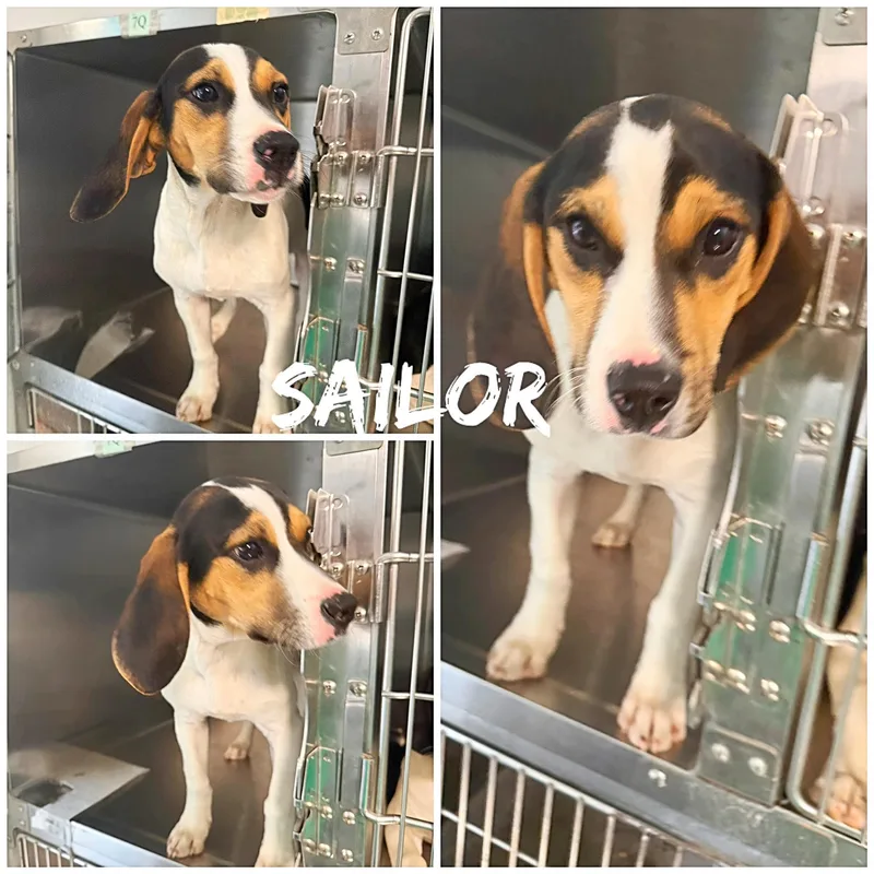A young medium-sized male Tricolor (Brown, Black, & White) Beagle dog named Sailor for adoption in Saint James, MO