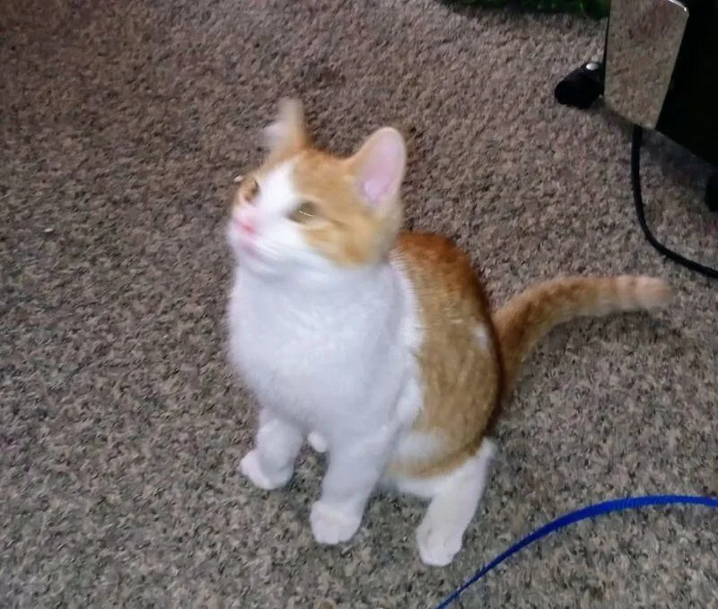 A young medium-sized male Orange / Red Domestic Short Hair cat named Trey for adoption in Adrian, MI