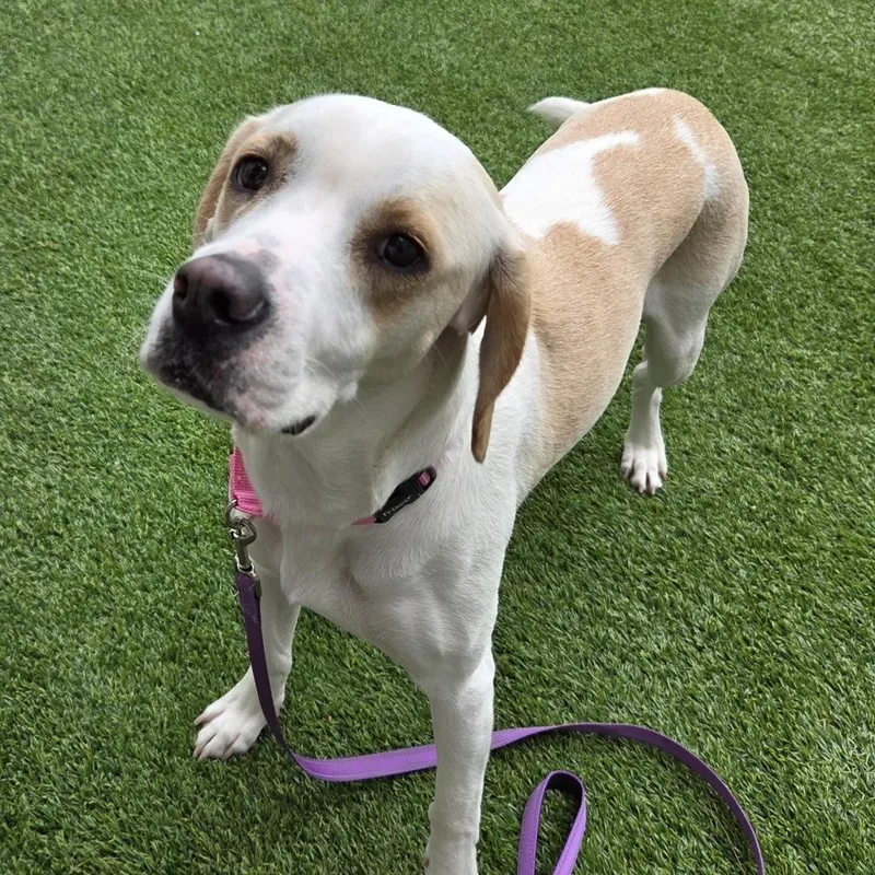 An adult medium-sized female White / Cream Mixed Breed dog named Luna for adoption in Bedford, NH