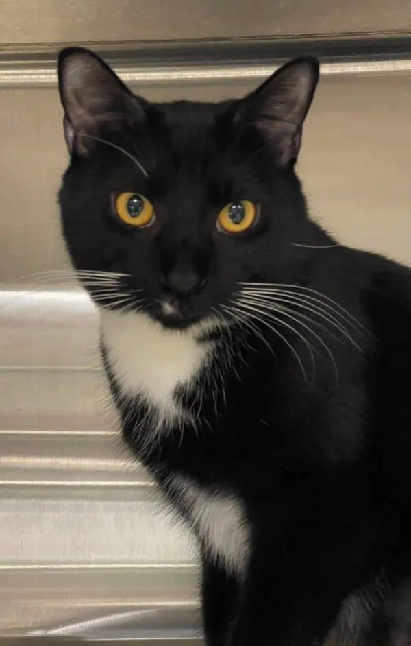 An adult medium-sized male Domestic Short Hair cat named Wildflower for adoption in Millersville, MD