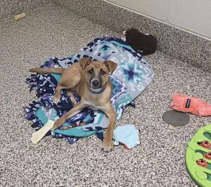 A baby small-sized male Terrier dog named Marshall Tucker for adoption in Westland, MI