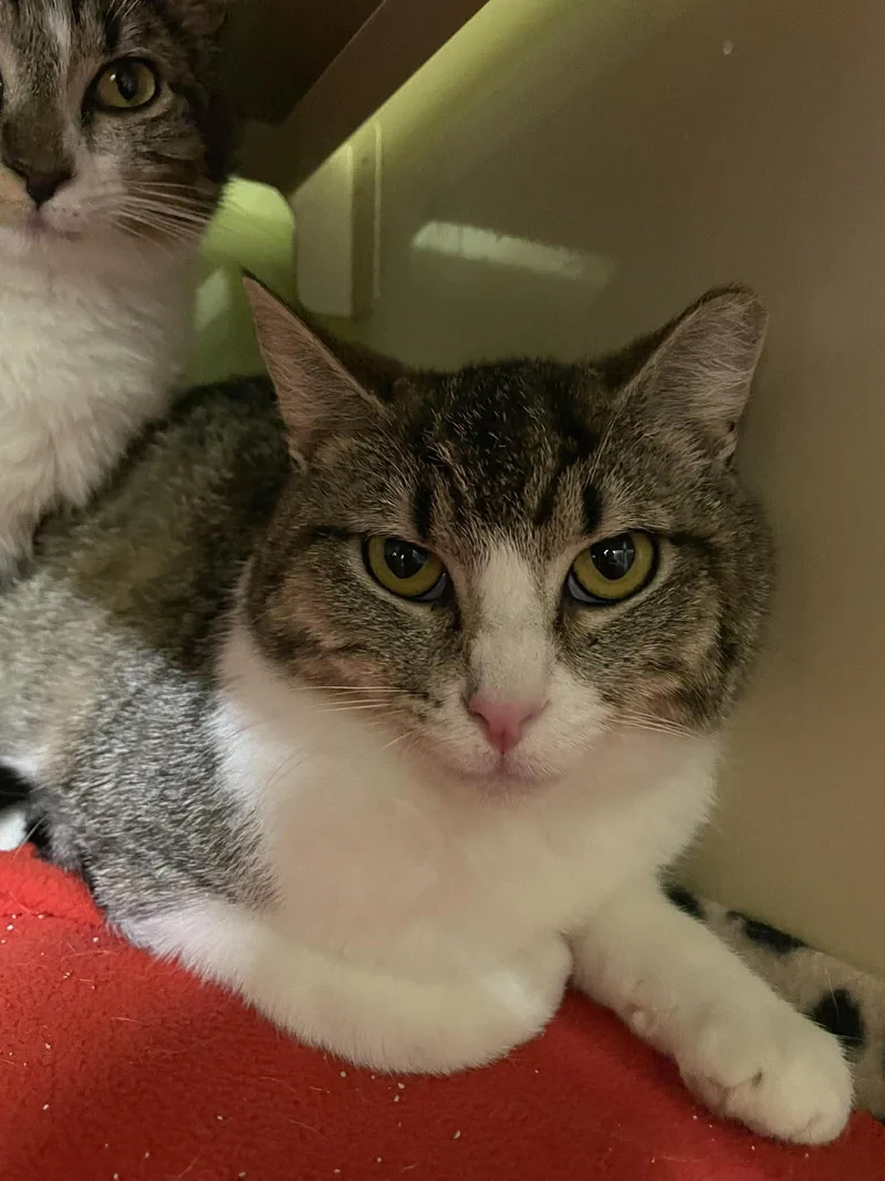 A baby medium-sized female Domestic Short Hair cat named Anna And Elsa for adoption in Gonic, NH