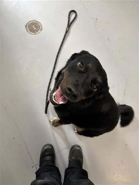 An adult large-sized female Border Collie dog named Ivy for adoption in Corpus Christi, TX