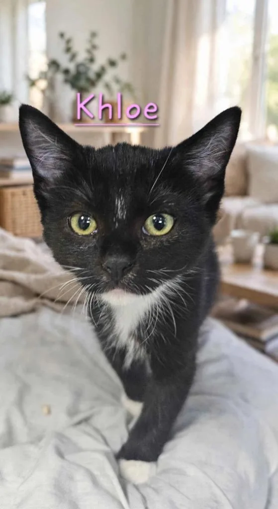 A baby small-sized female Domestic Short Hair cat named Khloe for adoption in Jim Thorpe, PA