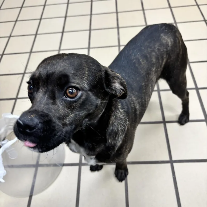 Scarlett thumbnail 2