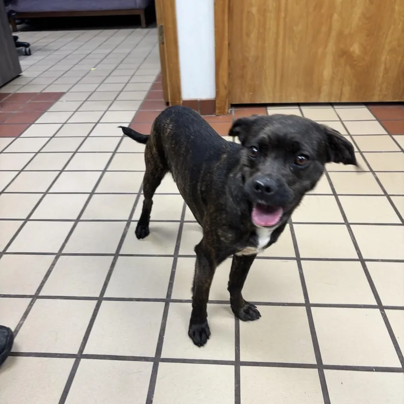 A baby small-sized female Brindle Puggle dog named Scarlett for adoption in White Cloud, MI